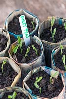 Pois de senteur - Lathyrus odoratus, semis de février semés dans des pots à journaux.