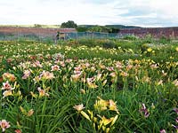 Parterres multicolores d'Hemerocallis chez le producteur spécialisé Mynd Hardy Plants.