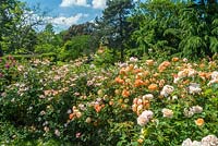Kew Rose Garden