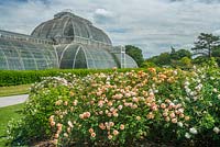 Rosa 'Port Sunlight '. Kew Rose Garden