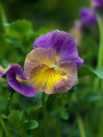 Viola Nora, une alto vivace aux fleurs douces et arrondies qui passent du violet rosé au jaune.