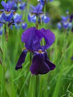Iris barbu violet, vivace rhizomateuse préférant un sol humide.