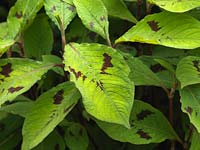 Persicaria virginiana Lance Corporal, bistort, une plante herbacée vivace à feuilles ornementales.