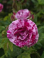 Rosa 'Ferdinand Pichard', une rose hybride perpétuelle avec des fleurs roses pâles parfumées, doubles, roses avec des rayures roses et rouges de l'été à l'automne.