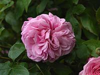 Rosa 'Gertrude Jekyll', arbuste rose avec de jolies fleurs roses doubles parfumées de l'été.