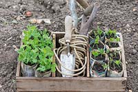 Pois de jardin, 'Kelvedon Wonder', et pois de senteur, 'Old Fashioned Mix' cultivés en pots de journaux, prêts à être plantés avec une ligne de jardin et une truelle.
