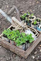 Pois de jardin, 'merveille du kelvedon', et pois de senteur, 'mélange à l'ancienne' cultivés dans des pots à journaux, prêts à être plantés avec une ligne de jardin et une truelle.