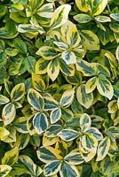 Euonymus fortunei 'Emerald' n 'Gold'