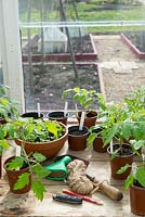 Serre mise en scène au printemps avec des articles de jardin et de jeunes plants de tomates dans des pots en plastique.