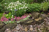 Ruisseau sec bordé d'Impatiens roses et de Leucanthemum vulgare blanc - Fleurs de marguerite à œil de boeuf dans un jardin résidentiel en été