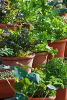 Légumes-feuilles de salade printanière dans des pots en terre cuite - ciboulette, persil, chou frisé, épinards, laitue, endive et roquette