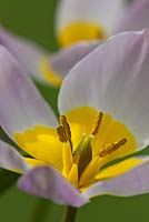 Tulipa saxatilis Bakeri Group 'Lilac Wonder'