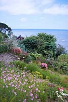 Jardin Cliffe. Parterre de fleurs à forte pente sur une falaise contenant Sidalcea 'Reverend Page Roberts', hortensia, Lysimachia clethroides, Persicaria 'Darjeeling Red', Geranium x oxonianum, Lobelia speciosa, Penstemon et Persicaria 'Red Dragon'