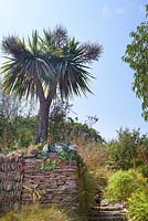 Jardin Cliffe. Cordyline australis au-dessus du mur de pierre sèche ardoise par étapes.