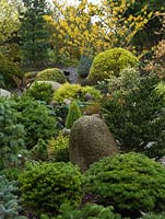 Un joli jardin d'hiver avec une texture fournie par de petits conifères, des conifères topiarisés et de grosses pierres lisses. La couleur est fournie par Hamamellis Bernstein.