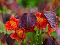 Un mélange ardent de feuilles de Cercis canadensis Forest Pansy, Eastern Redbud et alstroemeria, lily péruvienne.