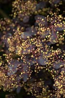 Cotinus coggygria Royal Purple, smokebush, en fleur. Un arbuste à feuilles caduques avec des feuilles violettes