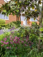 Vue de la maison de la route sur le parterre de Magnolia grandiflora, Aquilegia vulgaris, Allium Globemaster au parterre de fleurs sous la fenêtre de phormium, genévrier et euonymus.