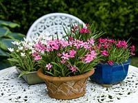 Terre cuite et pots émaillés de Rhodohypoxis baurii rose et blanc, sur table en métal blanc.
