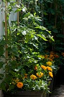 Tagetes - Soucis français plantés sous des plants de tomates pour se protéger contre la mouche verte et la mouche noire
