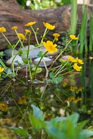 Caltha palustris - Une fleur de souci des marais dans l'étang de la faune