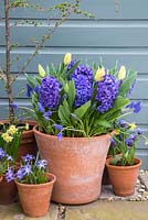 Pot à bulbes multicouches avec Muscari armeniacum, Hyacinthus orientalis 'Delft Blue' et Tulip 'Sunny Prince' en fleur