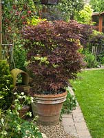 Acer palmatum Shirazz, un érable à feuilles caduques à feuilles rouges.