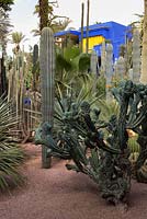 Jardin Majorelle Yves Saint Laurent jardin, Trichocereus cristata, Pachycereus pringlei, Cleistocactus en face de l'atelier de peinture dans le jardin de cactus