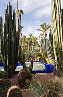 Jardin Majorelle, jardin Yves Saint Laurent, vue à travers le jardin de cactus jusqu'à la piscine bleue. Ferocactus piliferus et Echinocactus Grusonii en premier plan.