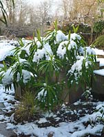 Jardin de la Tamise conçu par Andy Sturgeon. Squelette de 53 cubes de chêne anglais. Coffret topiaire, herbes et plantes architecturales couvertes de neige.
