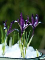 Iris reticulata Pauline, un bulbe à floraison au début du printemps avec un port compact idéal pour les pots.