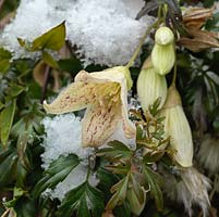 Clematis cirrhosa var. balearica, un grimpeur à floraison hivernale produisant des fleurs crème parfumées avec des taches de rousseur marron '.