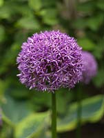 Allium Globemaster, oignon ornemental, produit à la fin du printemps d'énormes têtes composées de dizaines de minuscules fleurs violettes.