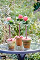 Trois petites pommes rouges avec un collier de feuilles d'Hedera chacune sur un bâton dans un pot en terre cuite rempli de pommes rouges sur une table de verre humide.