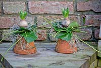 Deux bulbes de jacinthe avec un collier de feuilles d'Hedera et une décoration blanche, chacun sur un pot en terre cuite.