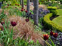 La ligne de limes blanchies crée un écran entre le chemin et le jardin principal. Planté en dessous, Carex comans Bronze et Tulipa Abu Hassan.