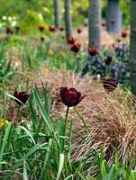 Tulipa 'Abu Hassan' et Carex comans 'Bronze'