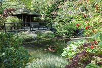 L'eau coule à travers une canne de bambou dans l'étang, avec Acorus gramineus, camélias, acers et genévriers autour du bord de l'eau, sous la maison de thé avec deux côtés ouverts et incorporant les restes d'un sty de porc en pierre. Le jardin japonais