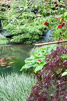 L'eau coule à travers une canne de bambou dans l'étang, avec Acorus gramineus, camélias, acers et genévriers autour du bord de l'eau. Le jardin japonais et la pépinière de bonsaï, St.Mawgan, nr Newquay, Cornwall