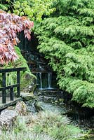 Chute d'eau en cascade dans l'étang encadré de genévriers, acer et avec Acorus gramineus 'Variegatus' au premier plan. Le jardin japonais et la pépinière de bonsaï, St.Mawgan, nr Newquay, Cornwall
