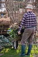 Préparation au début du printemps des bordures de légumes. Homme poussant une brouette pleine de plantes arrachées pour le compostage.