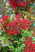 Nandina domestica