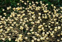 Edgeworthia chrysantha - mars