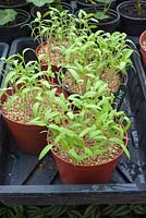 Jeunes plants de tomates en pots avec de la vermiculite