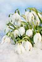 Galanthus nivalis 'Flore Pleno', perce-neige. Ampoule, février, hiver. Bouchent le portrait d'un groupe de perce-neige dans la neige.