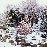 Jardin avant enneigé avec hamamélis - Hamamelis x intermedia Sunburst, Pallida et Aphrodite, crocus, hellébore, cyclamen et perce-neige.