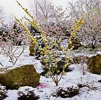 Jardin de devant enneigé avec Hamamelis x intermedia Sunburst, un hamamélis jaune vif, au premier plan, avec un cyclamen à sa base.