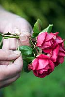 Faire du pot-pourri pas à pas. Attacher des roses à accrocher pour sécher pour potpurri. Séchez toujours quelques fleurs entières pour les mettre sur le dessus.