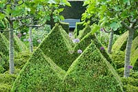 Le potager est dominé par quatre figuiers standards entourés de pyramides à boîte taillées entrecoupées de Buxus microphylla var. japonica 'Morris Midget' et alliums violets.