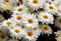 Chrysanthemum 'White Enbee Wedding' - Septembre